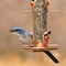 Perky-Pet Perky-Pet Wild Bird and Finch 1.8 lb Copper Bird Feeder 4 ports 385-2 - alternate 5